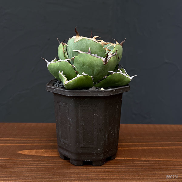 園芸ネット本店｜アガベ：ジャガーノート 3号鉢植え の通販【公式】