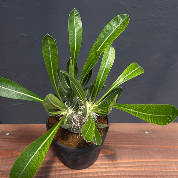 園芸ネット本店｜[ザ・ファームセレクト]パキポディウム：恵比寿大黒