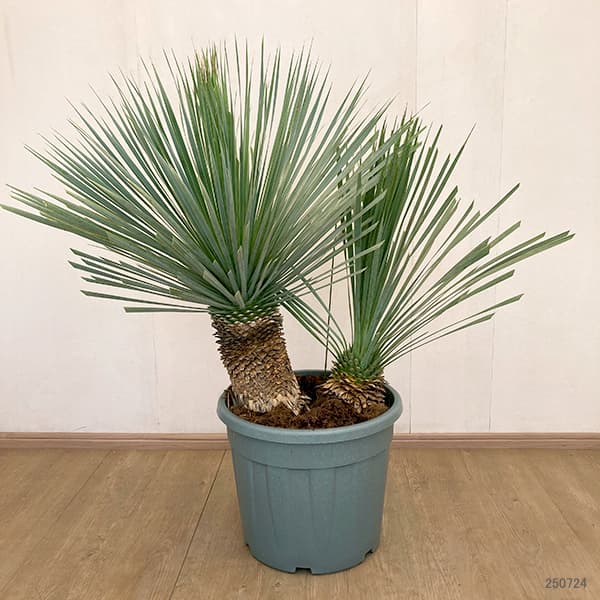 園芸ネット本店｜ユッカ：ロストラータ ブルー＆ブルー（多頭）40cm