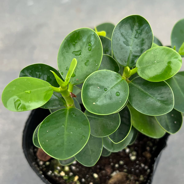 園芸ネット本店｜ガジュマル：コパンダガジュマル 3号ポット の通販