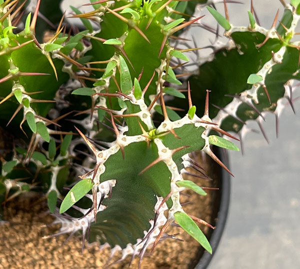 園芸ネット本店｜ユーフォルビア：ムランジーナ 4号鉢植え の通販【公式】