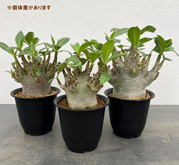 園芸ネット本店｜アデニウム：アラビカム ドワーフ 4号鉢植え の通販