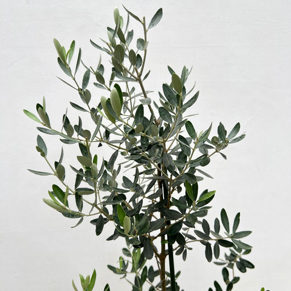 園芸ネット本店｜オリーブ：グリニャン 8号鉢植え の通販【公式】
