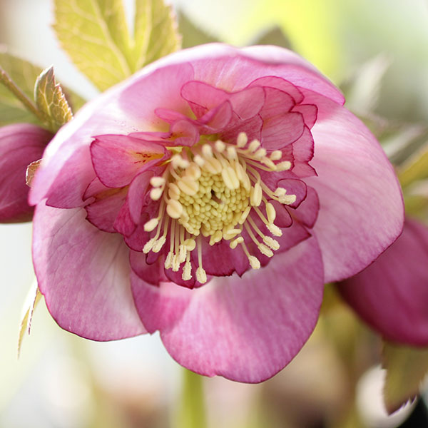 園芸ネット本店｜クリスマスローズ:セミダブル6種セット の通販【公式】