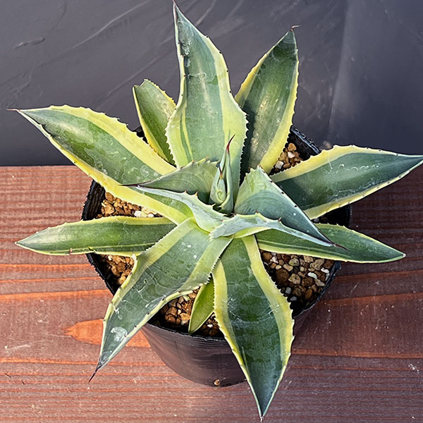 園芸ネット本店｜アガベ：オバティフォリア オルカ 4号鉢植え25-01 の