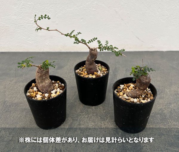 園芸ネット本店｜オペルクリカリア：パキプス（根挿し株）Sサイズ 2.5