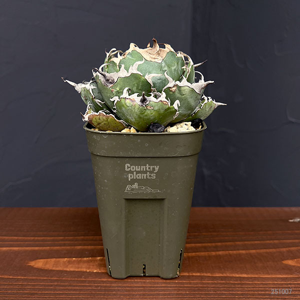 園芸ネット本店｜アガベ：チタノタ 白鯨 3号鉢植え25-05 の通販【公式】