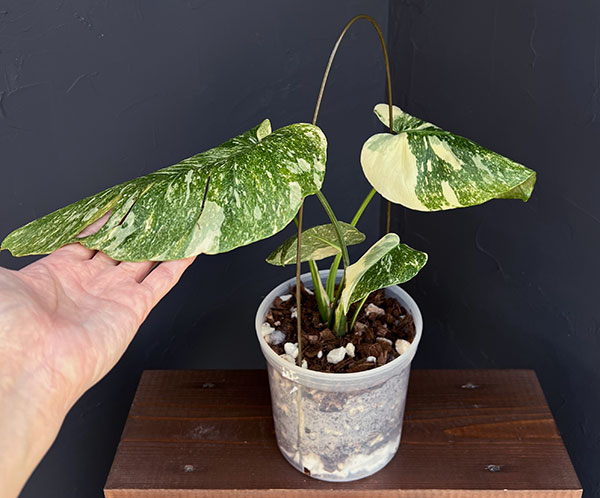 園芸ネット本店｜モンステラ：デリシオーサ レガシー 5号25-01 の通販