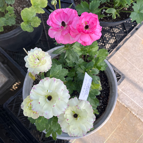 園芸ネット本店｜ラナンキュラス：ラックス ペネロペ3.5-4号ポット の