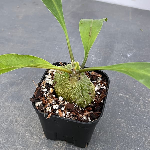 園芸ネット本店｜ミルメコディア：プラティレア2号角鉢 の通販【公式】