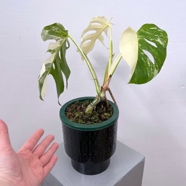 園芸ネット本店｜モンステラ：ボルシギアーナ（白斑） 5号鉢植え25-02