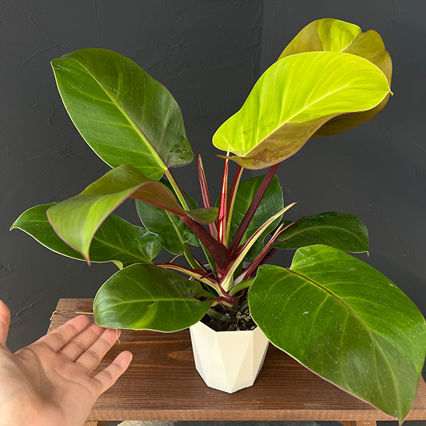 園芸ネット本店｜フィロデンドロン：イエローフレーム 4号鉢入り25-02