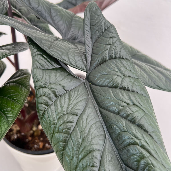 園芸ネット本店｜[26年4月下旬予約]アロカシア：スカルプラム 5号