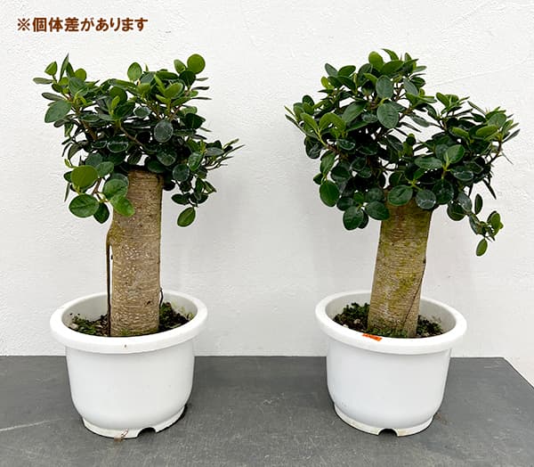 園芸ネット本店｜ガジュマル：パンダガジュマル 7号平鉢植え の通販