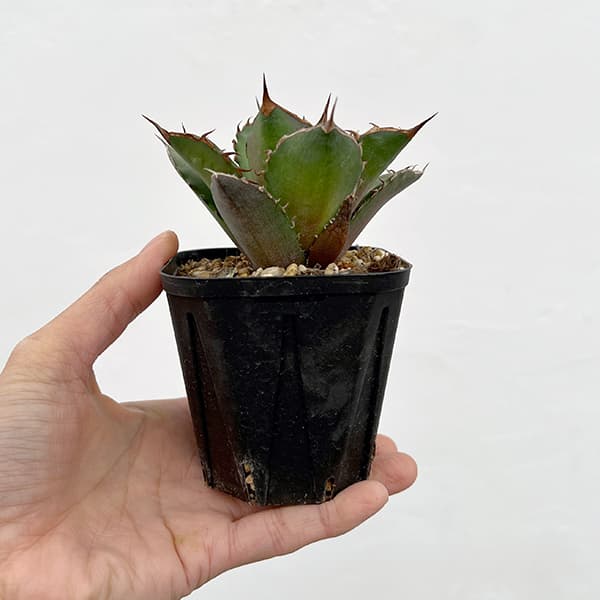 園芸ネット本店｜アガベ：チタノタ 雷王 3号ポット の通販【公式】