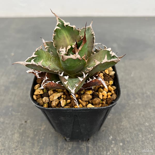 園芸ネット本店｜アガベ：チタノタ 福建白鯨 3号ポット* の通販【公式】