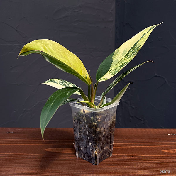 園芸ネット本店｜フィロデンドロン：キャラメルマーブル 斑入り 2.5号