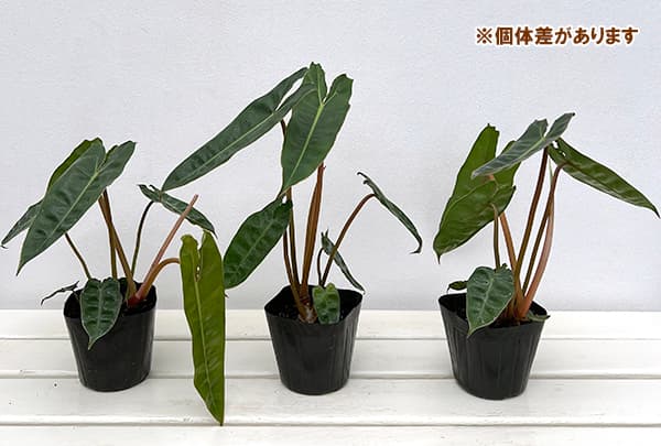 園芸ネット本店｜フィロデンドロン：ビレッティア 3.5号ポット の通販