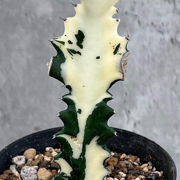 園芸ネット本店｜ユーフォルビア：ホワイトゴースト3号ポット* の通販