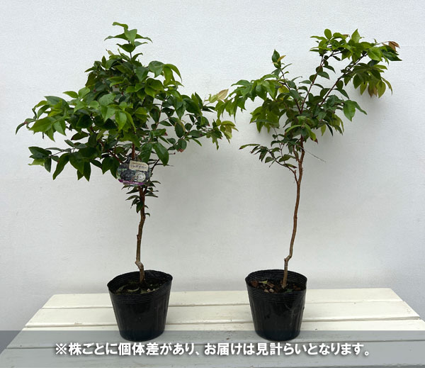 園芸ネット本店｜ジャボチカバ 4号ポット の通販【公式】