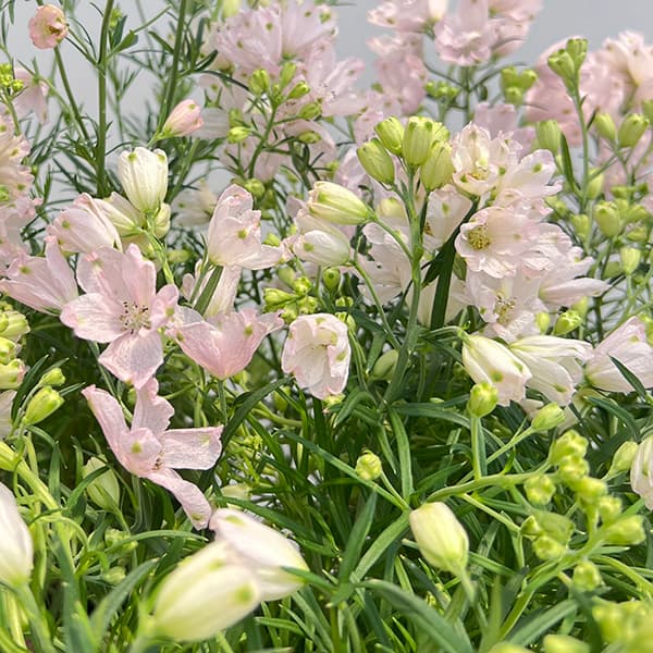 園芸ネット本店｜デルフィニウム：さくらひめ4号ポット の通販【公式】