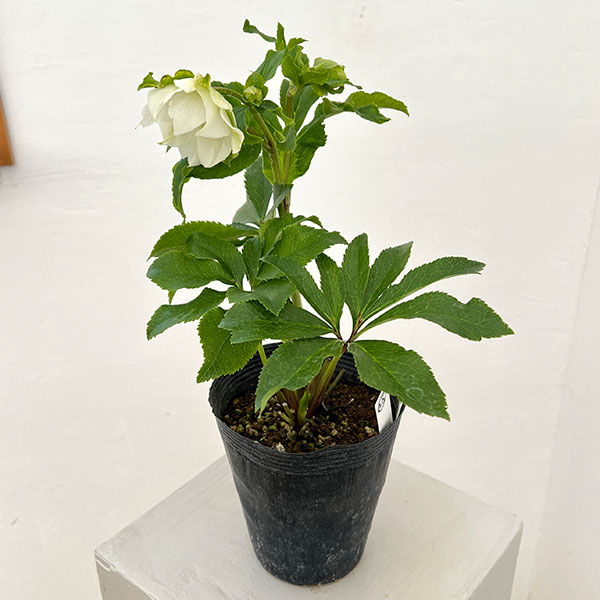 園芸ネット本店｜若泉ファームさんのクリスマスローズ：26-25