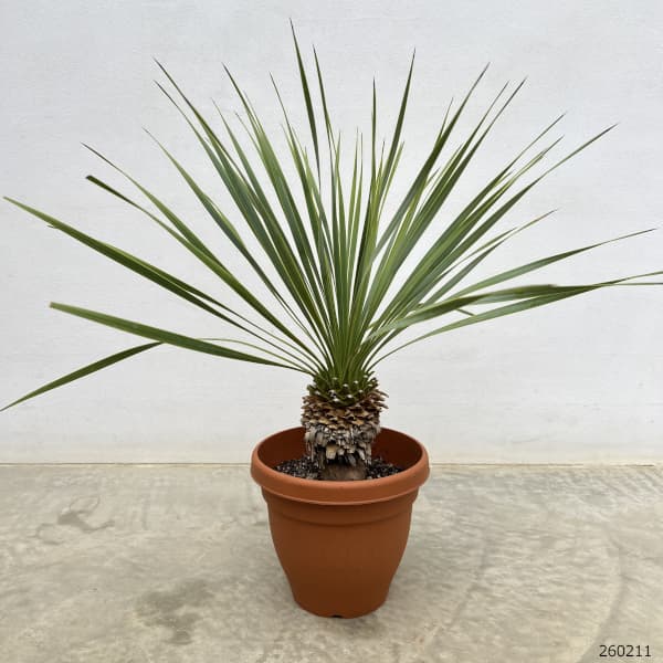 園芸ネット本店｜ユッカ：ロストラータ 6号鉢植え の通販【公式】