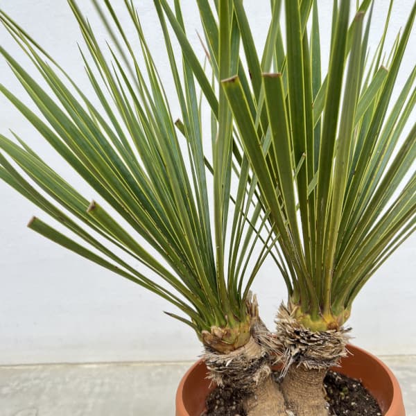 園芸ネット本店｜ユッカ：ロストラータ（2本立ち） 6号鉢植え の通販