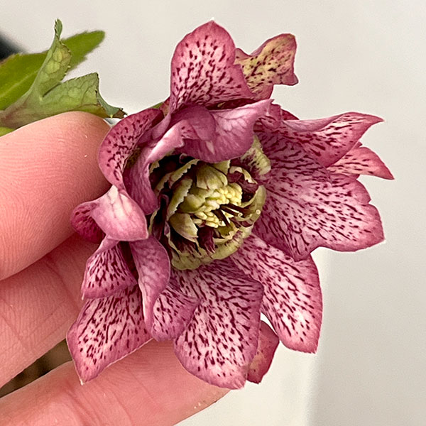 園芸ネット本店｜吉田園芸さんのクリスマスローズ：ヒデコートダブル26