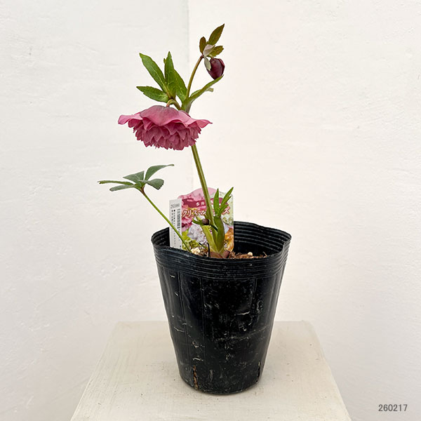 園芸ネット本店｜吉田園芸さんのクリスマスローズ：多弁交配26-10／4.5