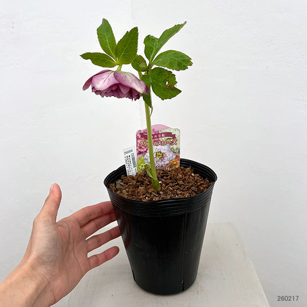 園芸ネット本店｜吉田園芸さんのクリスマスローズ：超多弁交配26-04