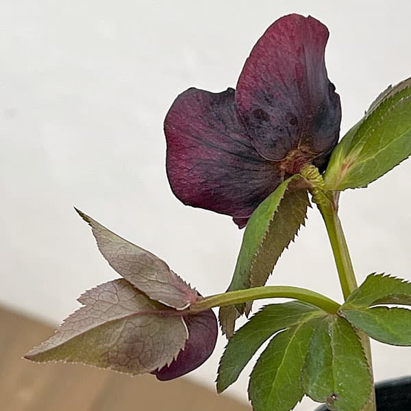 園芸ネット本店｜吉田園芸さんのクリスマスローズ：多弁交配セミダブル