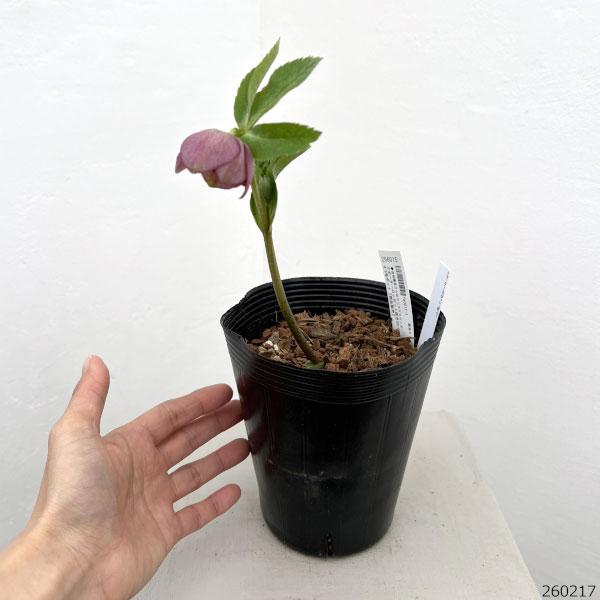 園芸ネット本店｜吉田園芸さんのクリスマスローズ：クオーターロッ