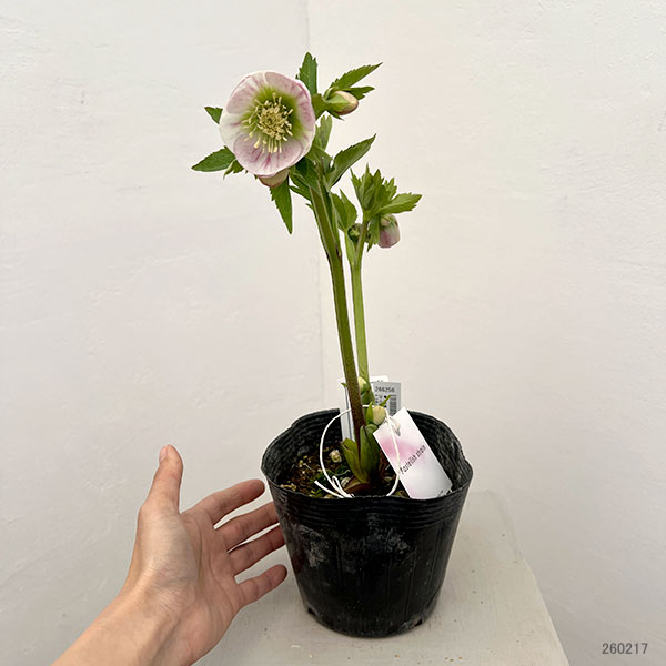 園芸ネット本店｜大和園さんのクリスマスローズ：26-05パステリッシュ