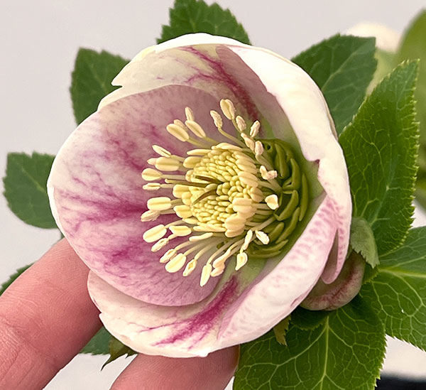 園芸ネット本店｜大和園さんのクリスマスローズ：26-01パステリッシュ