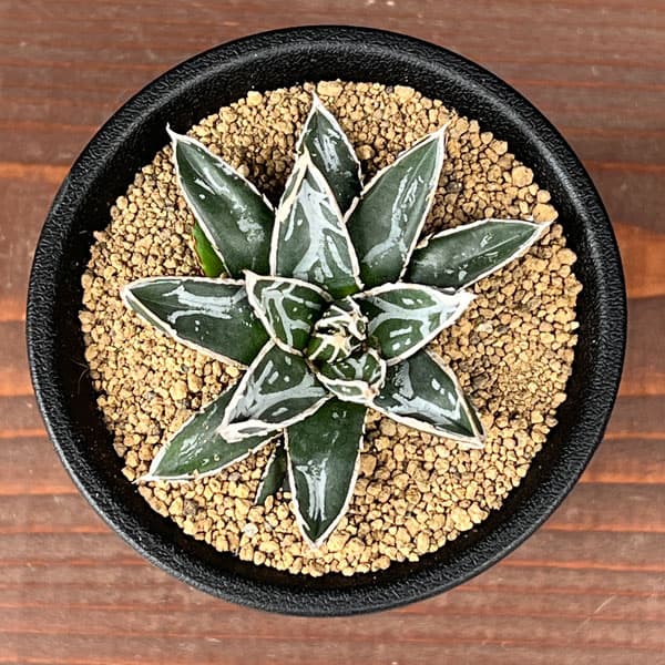 テ*ラ様 姫笹の雪 抜き苗 アガベ 株元に子株有 アガベ・姫笹の雪 | trigger