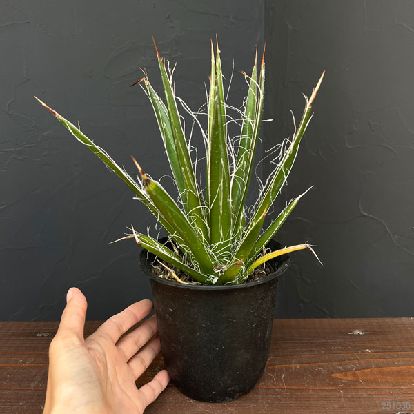 園芸ネット本店｜アガベ：フィリフェラ4号鉢植え（乱れ雪） の通販【公式】