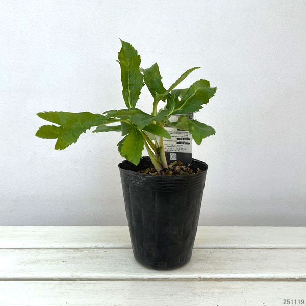 園芸ネット本店｜高正園さんのクリスマスローズ：ダブル・セミダブル