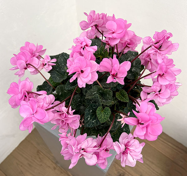 園芸ネット本店｜シクラメン（八重咲き）：ウインク ピンクハート