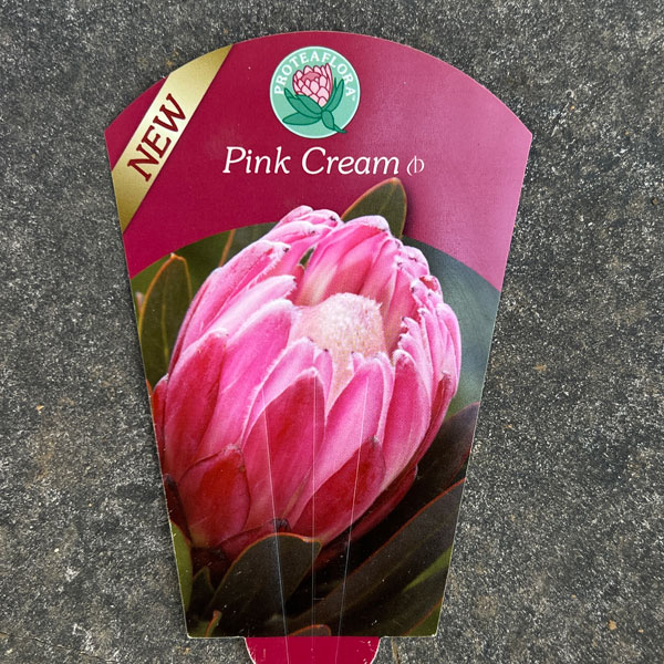 園芸ネット本店｜プロテア：ピンククリーム 7号鉢植え25-01 の通販【公式】