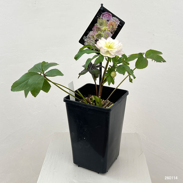 園芸ネット本店｜クリスマスローズ：セレクトダブル26-11／1.5Lポット