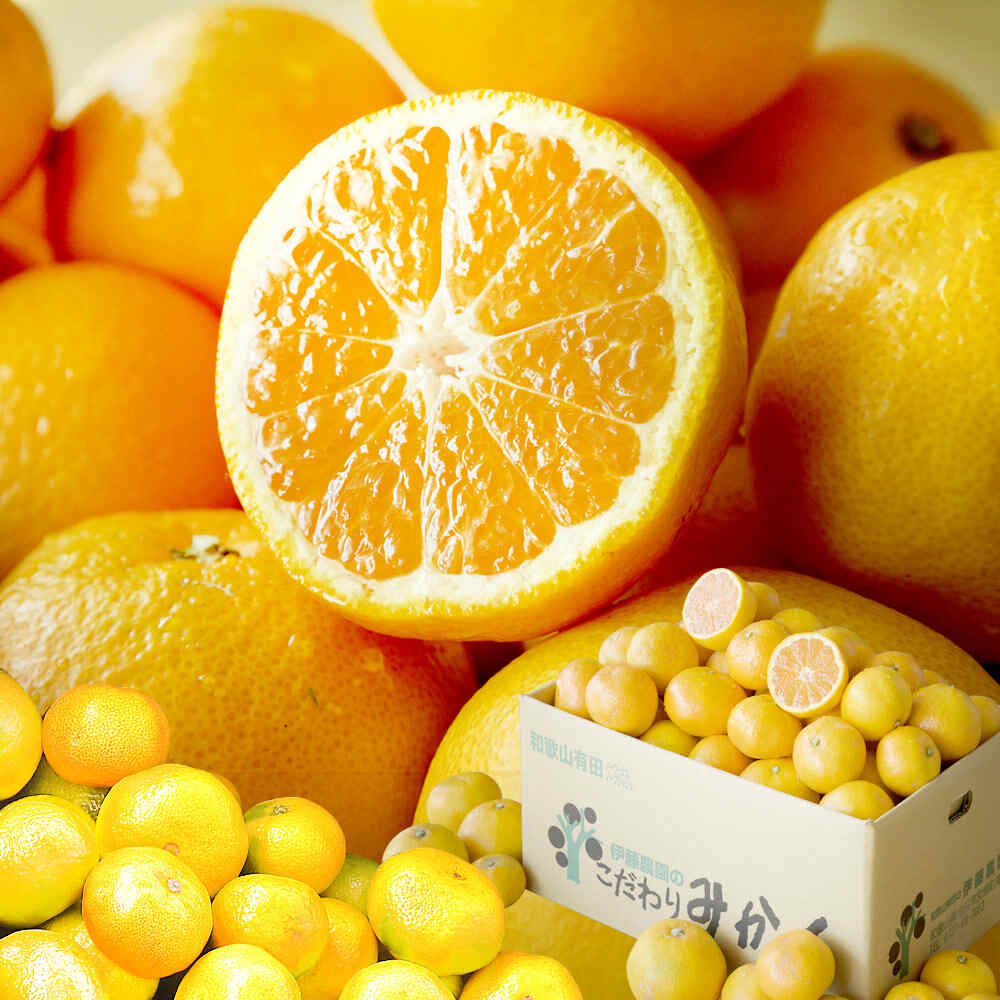 12月下旬より順次発送】【送料込】みかん こつぶちゃん 訳あり 家庭用