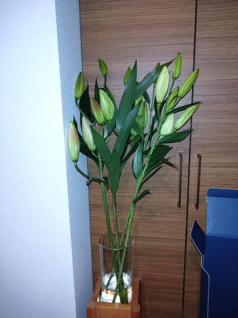 ユリ専門＜深花園＞観賞用ゆり オリエンタルリリー 訳あり優品ゆり