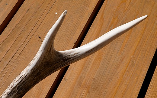 エゾシカの角（中サイズ、左右セット） ふるさと納税 人気 おすすめ