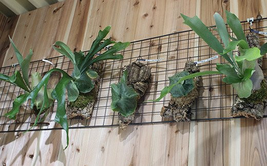 FK7-0190 ビカクシダ コルク板付（グランデ）＜数量限定＞ 観葉植物