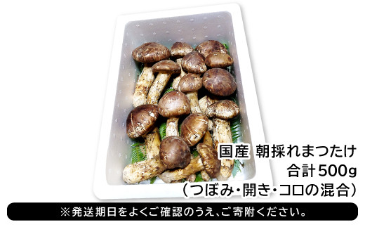 国産まつたけ 500g【先行予約 まつたけ 500g きのこ 松茸 つぼみ 開き
