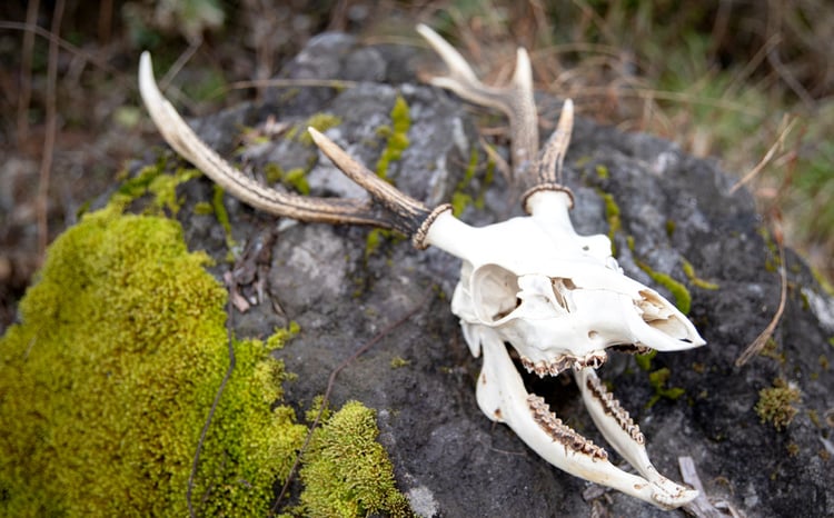 sd5_04f444217f618d13a1e35e911f