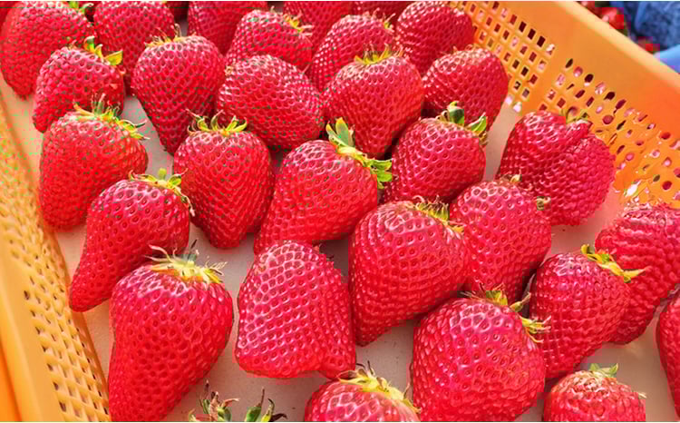 №5359-0001]兵庫県播磨町産いちご（化粧箱入）（15～20粒） - 兵庫県