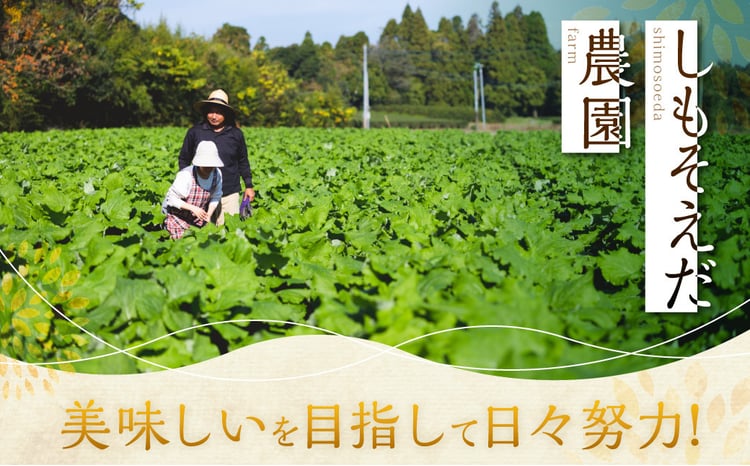 AS-2143 希少！鹿児島県産 紫山芋 約3kg 【2024年11月下旬より順次発送