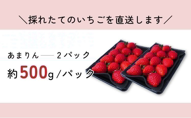 いちご あまりん 2パック 約500g (1パック 約250g 9～15粒) | あまりん
